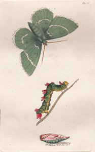 The Large Emerald Moth